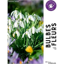 Bulbes à fleurs - Mahon Stephanie