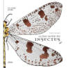 La face cachée des insectes - Clara Corman